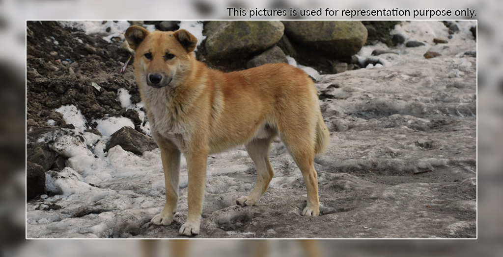 Pet dog Saved Life_1