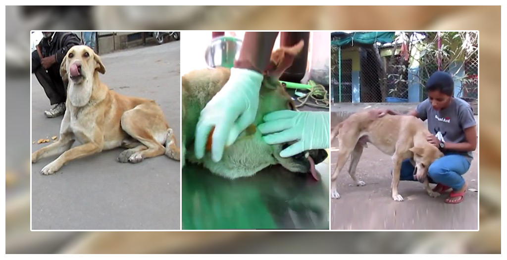 Stray Dog’s Life Saved