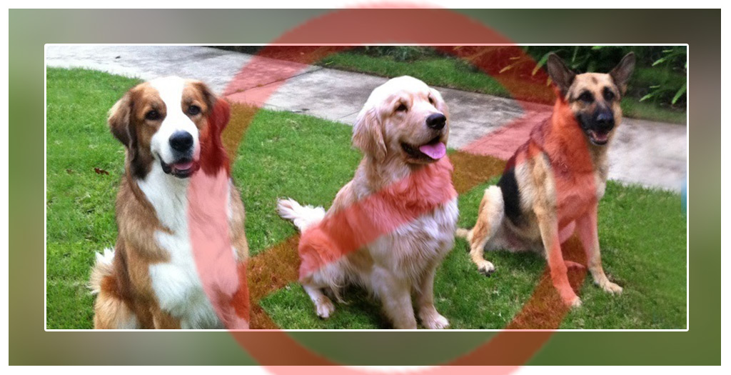 large-Sized Dogs In Bengaluru