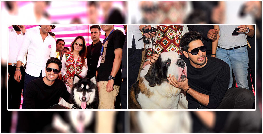 sidharth malhotra glam dogs show