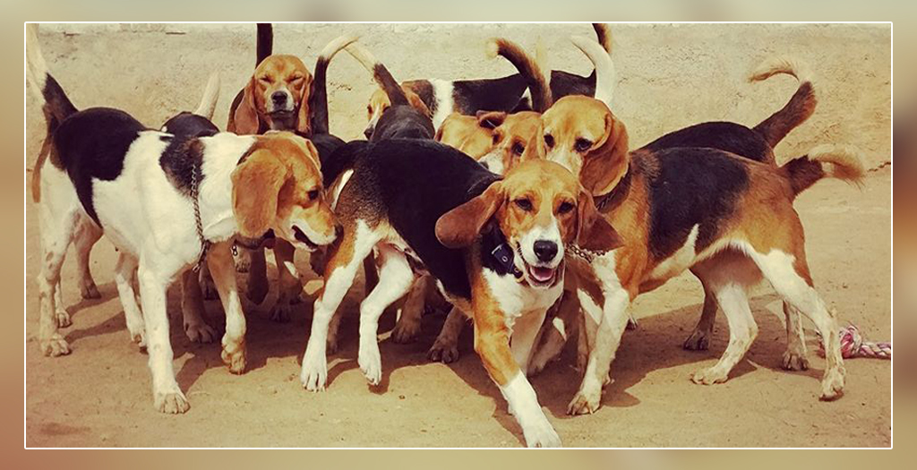 Dog Lovers Save Eleven Beagles