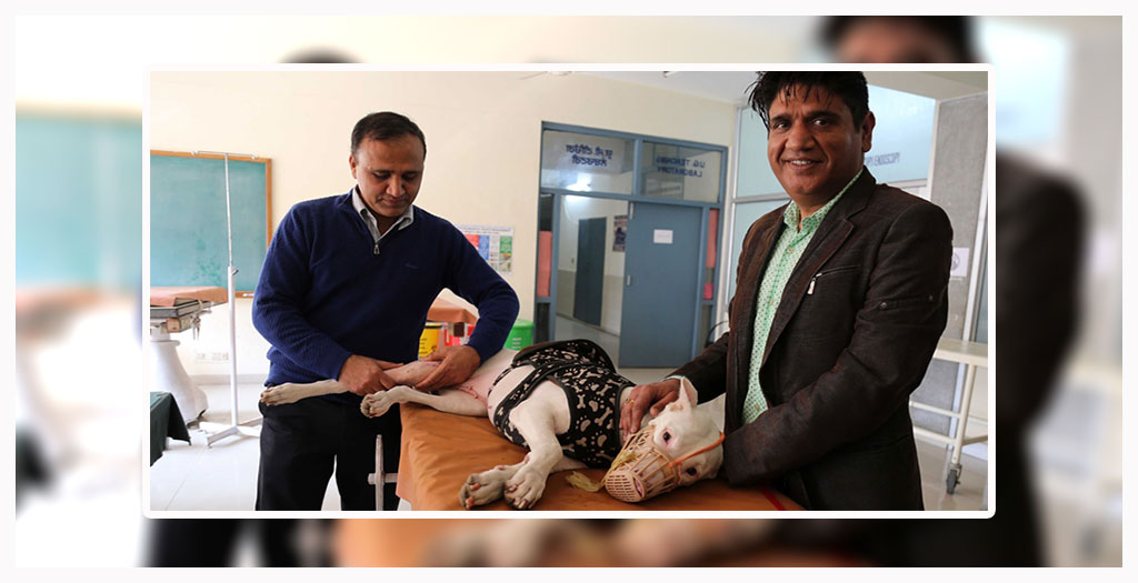 India For Cheap Medical Treatment Of Their Pets