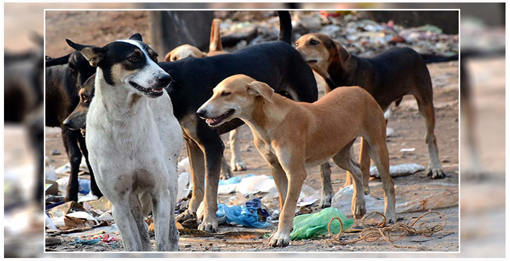 Ludhiana sterlization