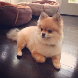Pomeranian