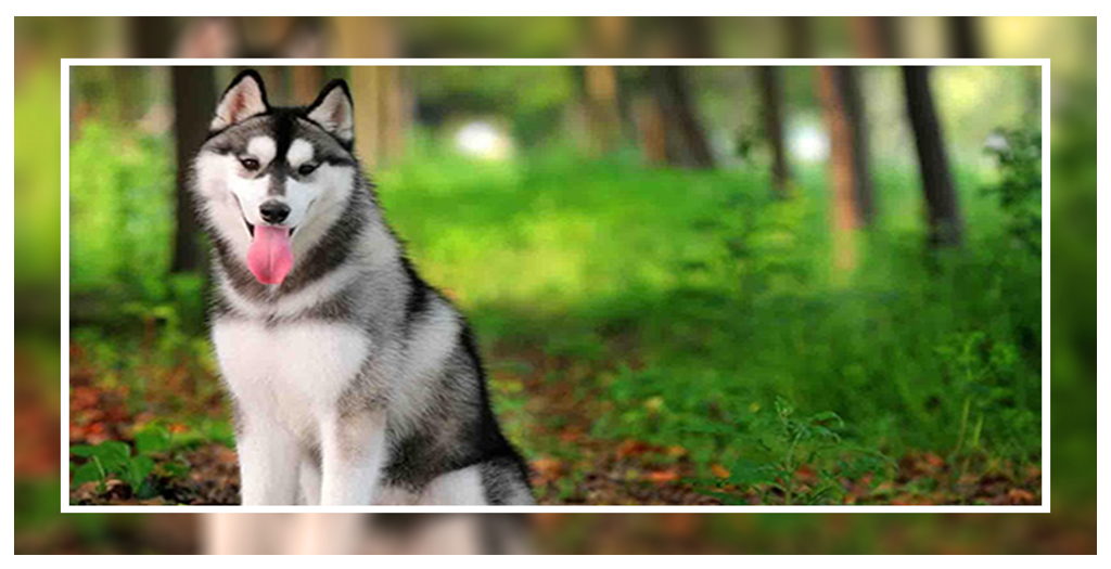 Is A Siberian Husky Right for You?