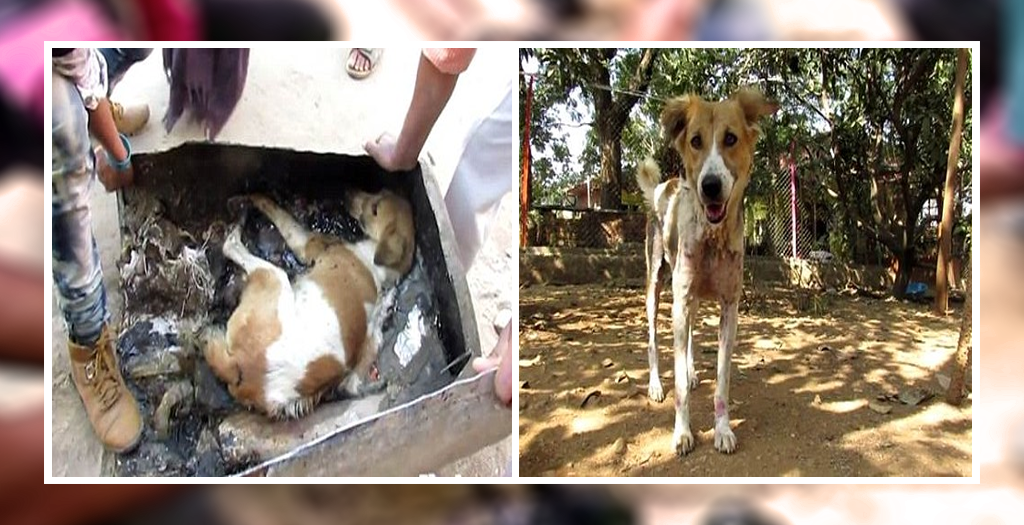 Stray Dog Trapped In A Tar Drum