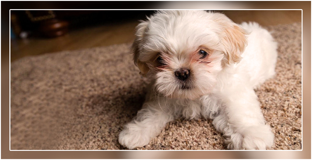 Dog Breeds For Apartment