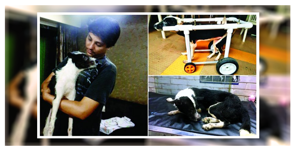 Man Saved A Stray Dog