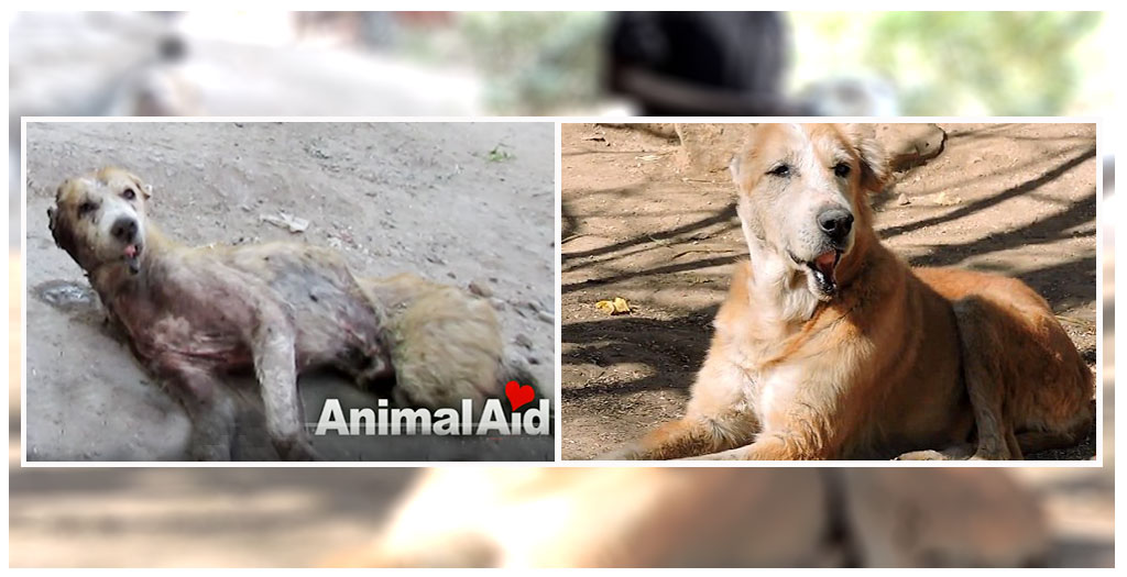 Rescued A Dying Stray Dog
