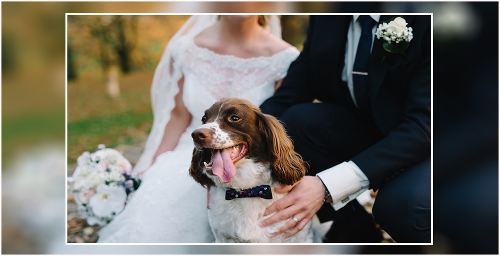 Dog On Your Wedding Day