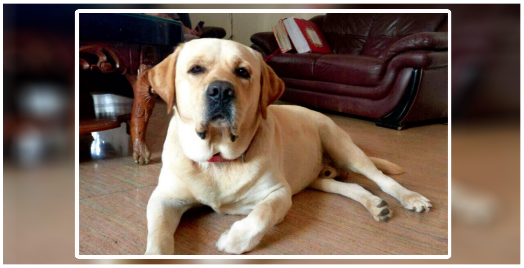 Brave Labrador Saved His Owner