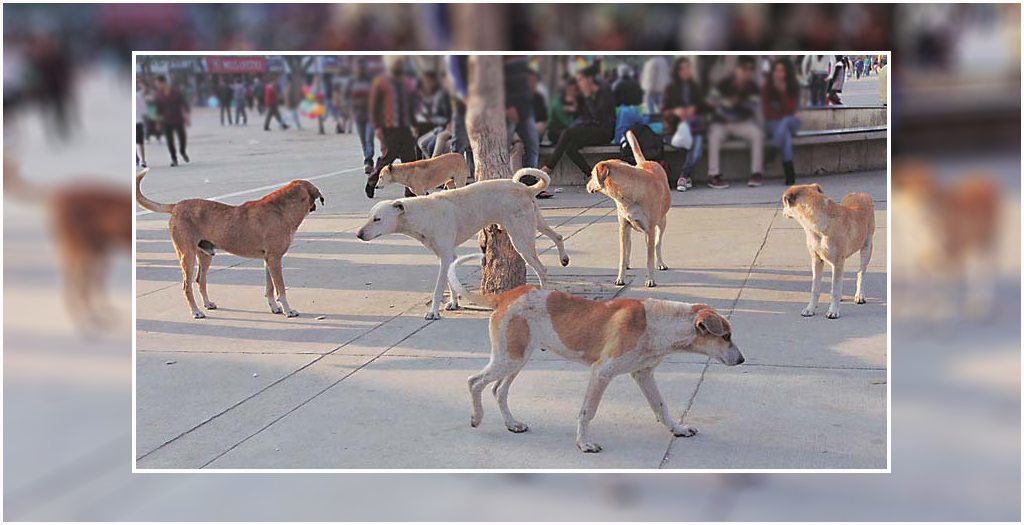 Chandigarh Mayor Appeals