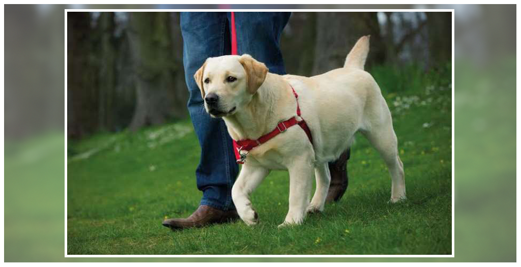 Easy Walk Harness