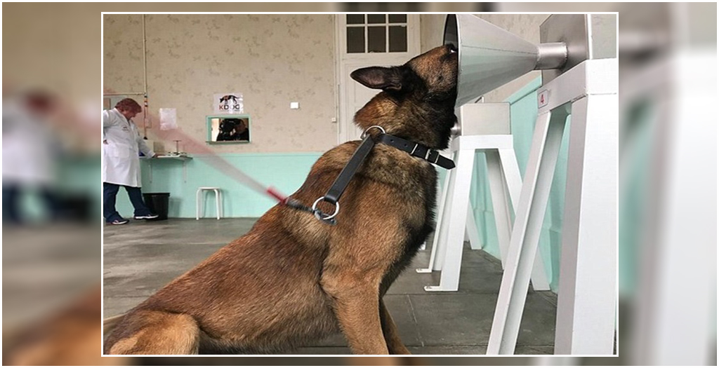 German Shepherds Detect Breast Cancer