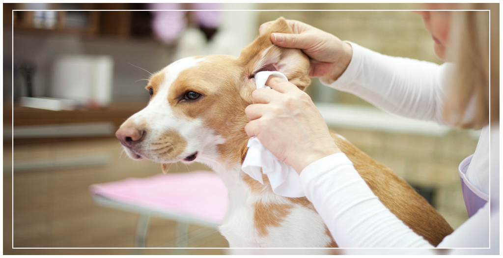 How To Clean Your Dog’s Ears