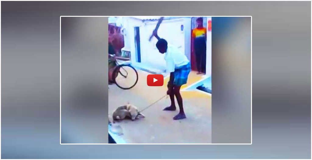Man Beats Dog To Death