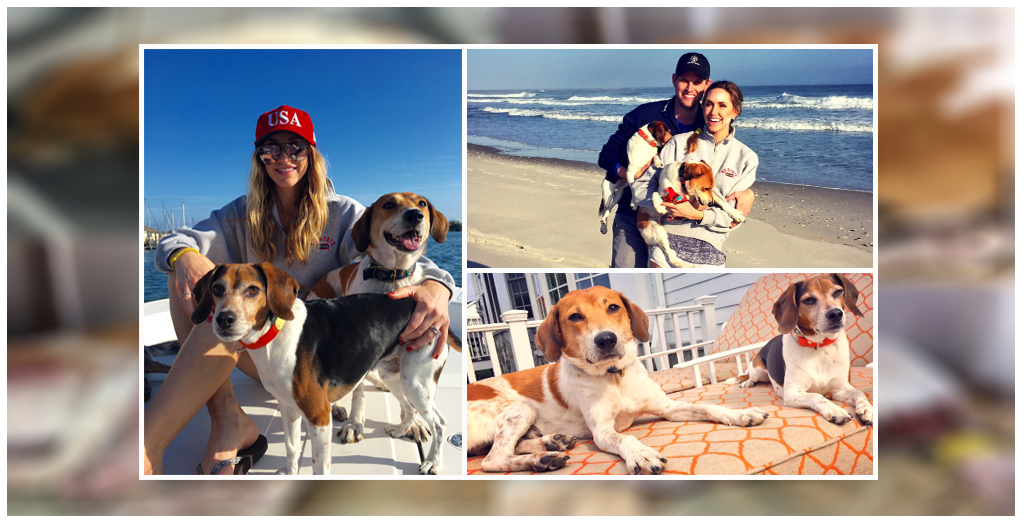 Trump family adopts rescued beagle