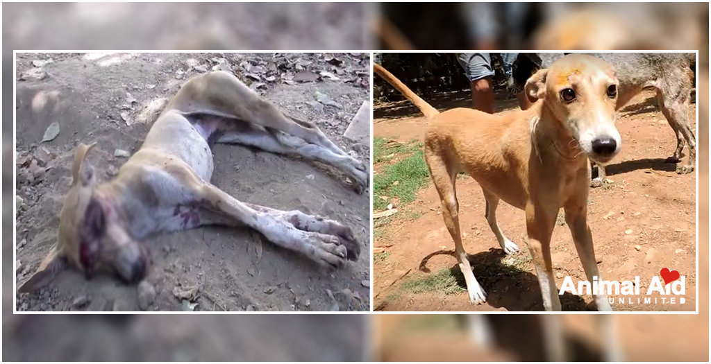 animal aid unlimed saved stray dog