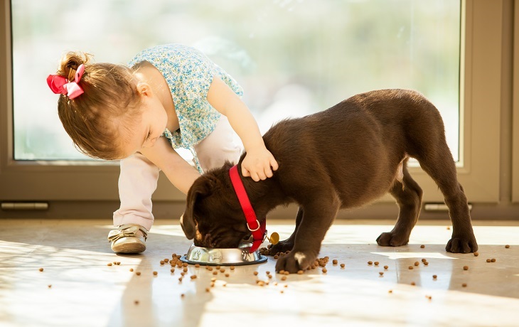 Puppy Feeding