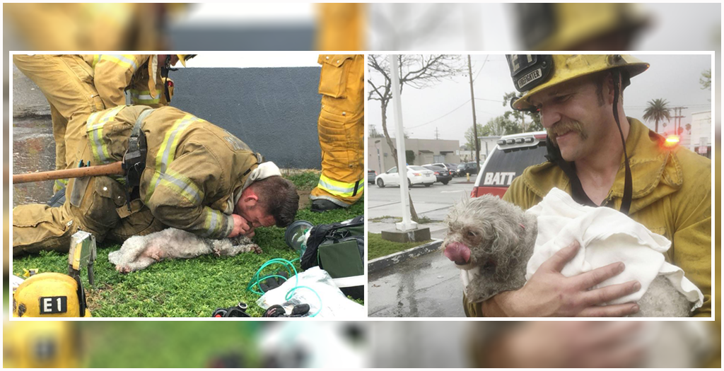 Firefighters Saved A Small Dog’s Life