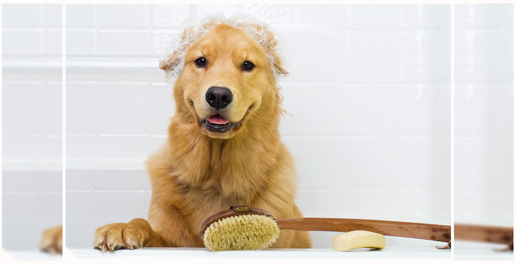 Clean your Dog