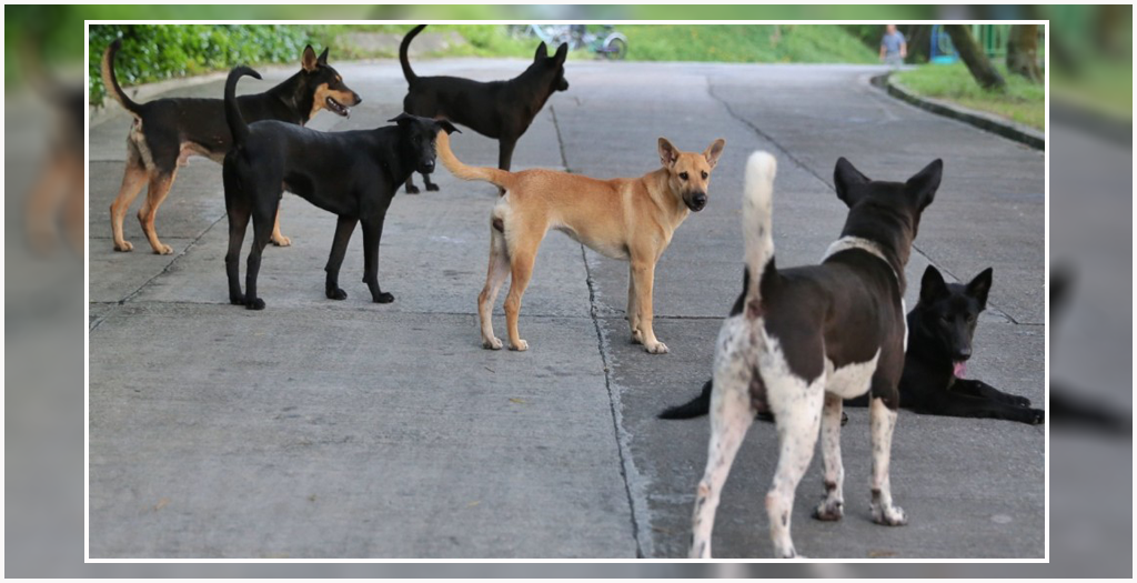 old man attacked by stray dog