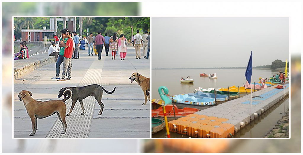 stray dogs at Sukhna Lake