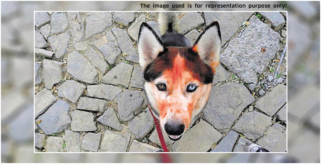 Dog Gives His Life To Save People