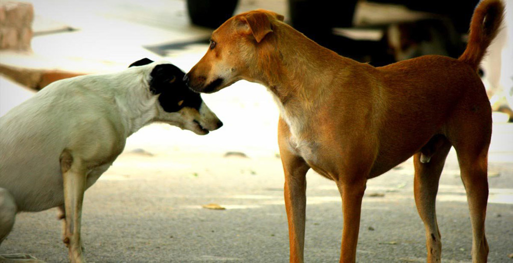 MC Schedule Multiple Vaccination Camps For Stray Dogs