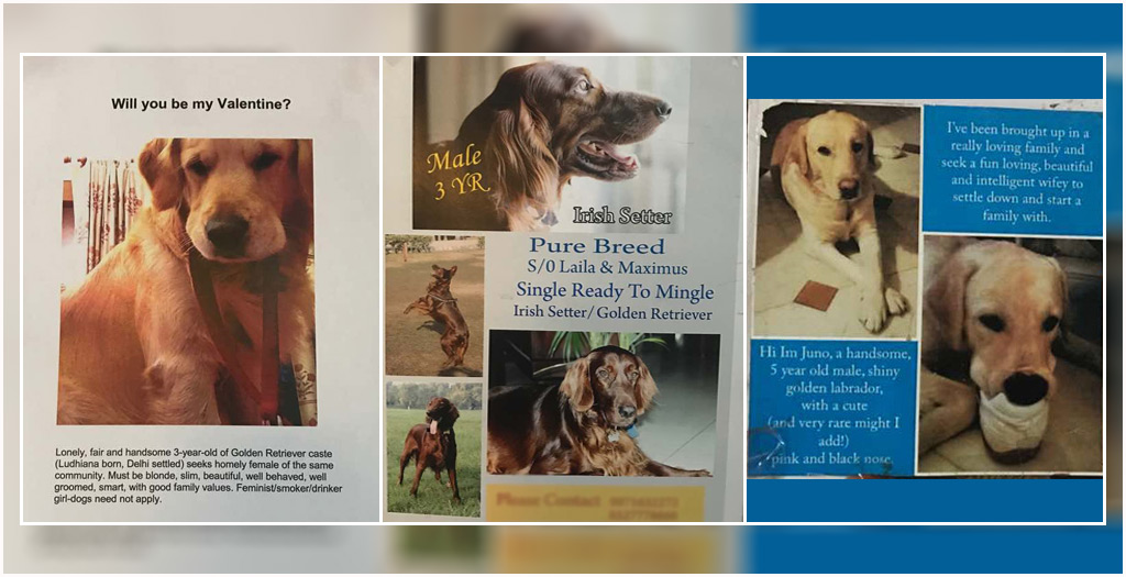 Matrimonial Ads for Dogs