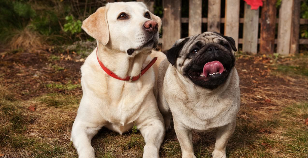 Pugs and Labrador Inbred