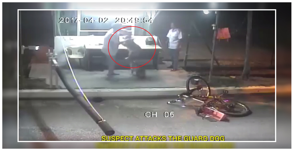 Suspect attacks the guard dog