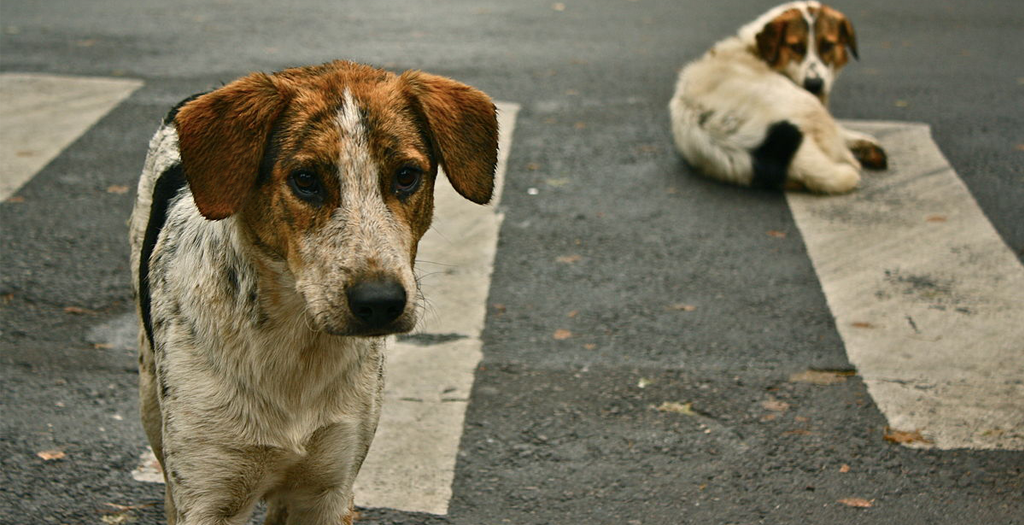 Woman beaten for feeding stray dog