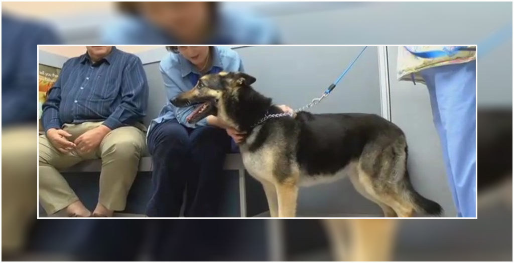 Missing Dog “Molly” Returns Home