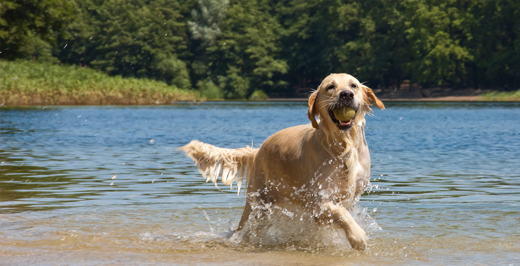 Fun Activities With Dog