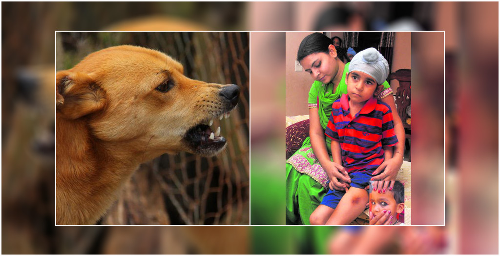 Stray dog bite cases