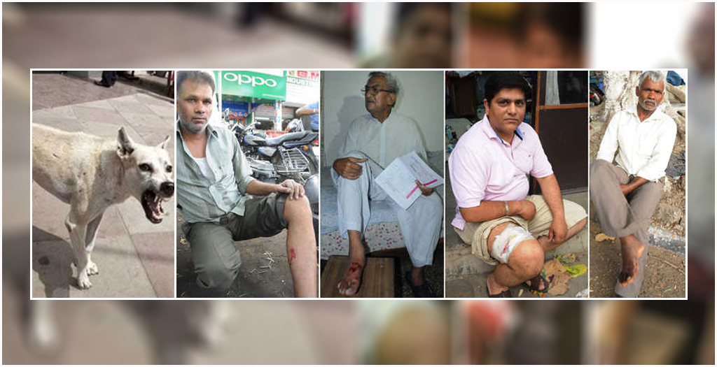 Stray Dog Menace in Chandigarh