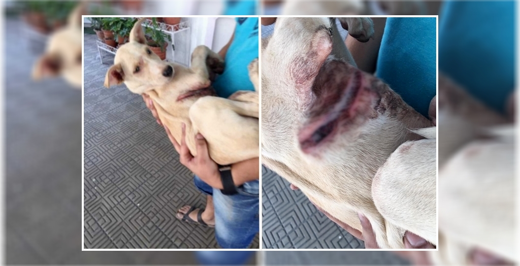 30 Dogs Allegedly Attack with Acid