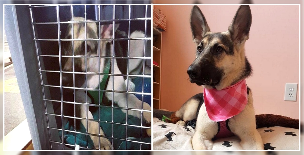 Delta Airlines Allegedly Keeps A Dog Captive