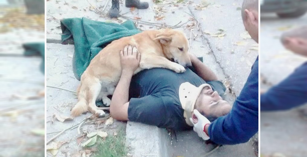 Dog Refuses to Leave