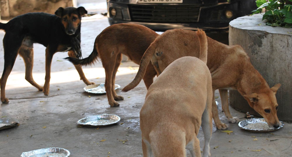 Stray Dog Feeding in India