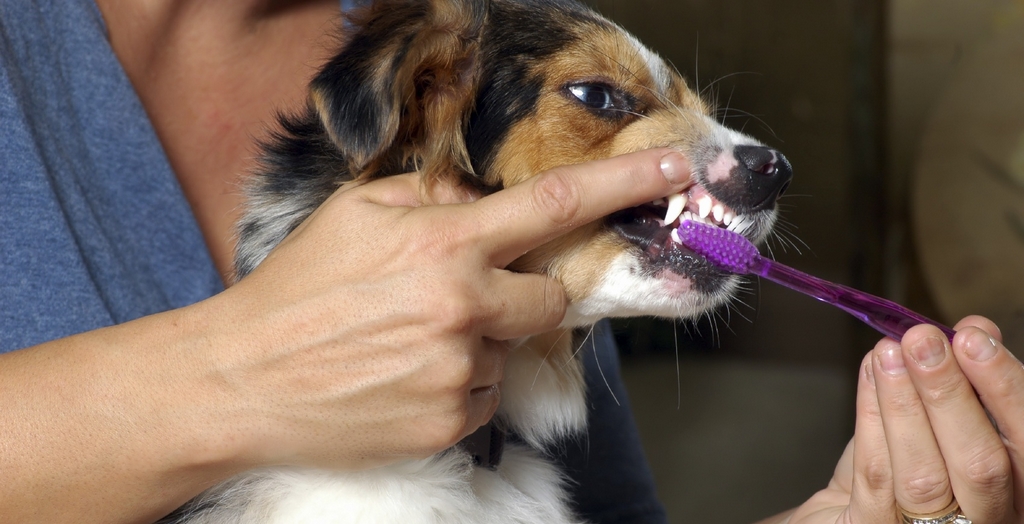 How to Remove Tartar From Your Dog's Mouth
