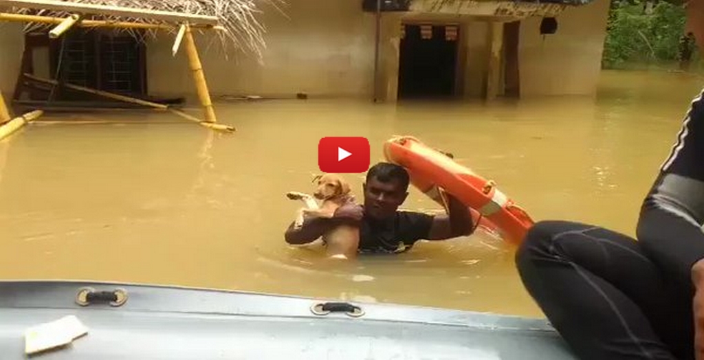 Indian Navy Saves Dogs From Sri Lankan Floods