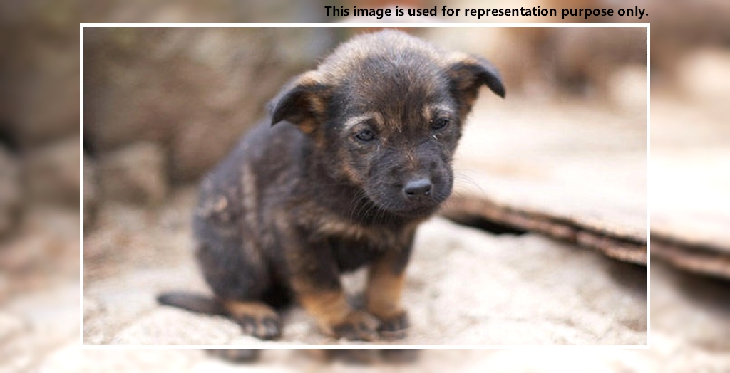 Killing of Stray Dogs in India