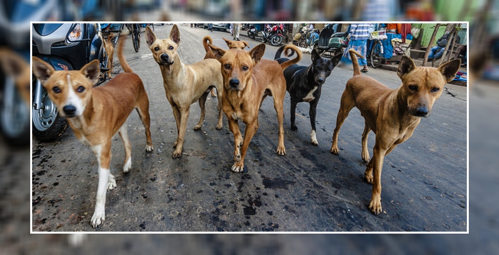 Panchkula Residents Demand Better Solution To Control Stray Dog Menace