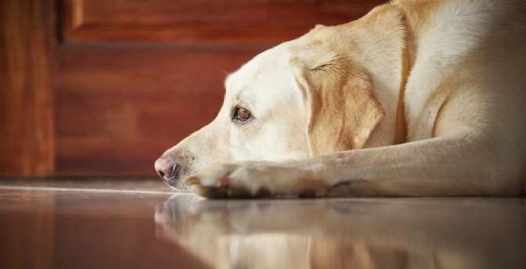 RWAs Set Their Own Rules To Keep A Dog In Society