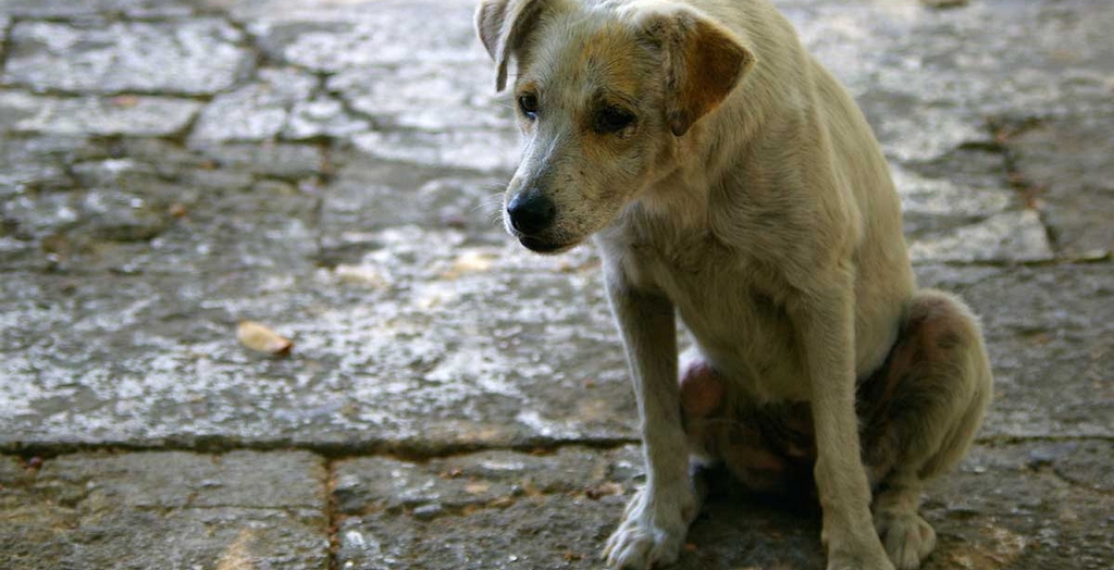 Stray Dogs Eradication Group
