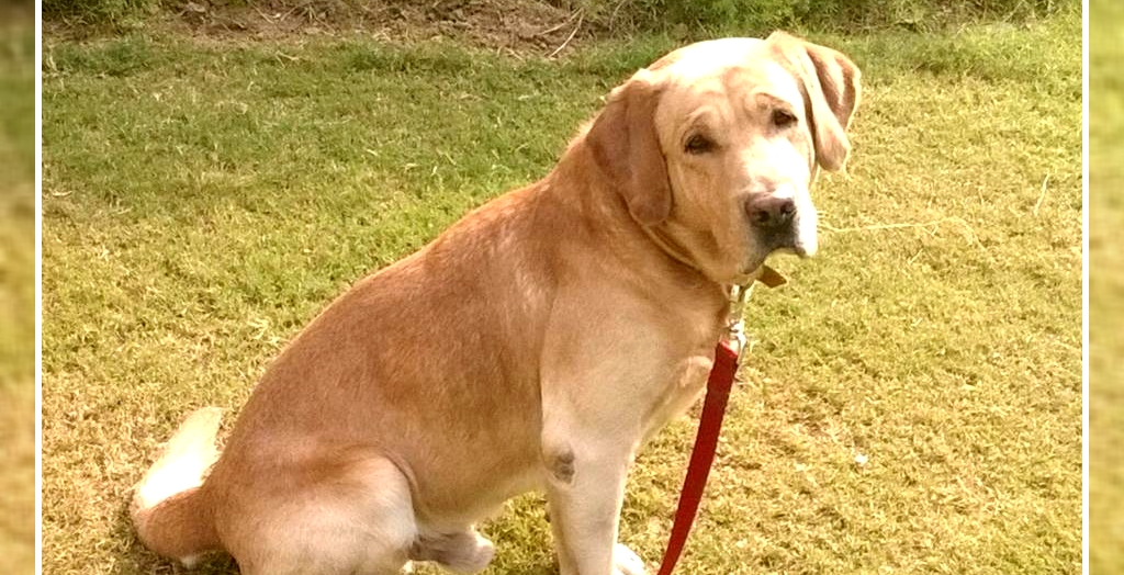 Stray Dog Stealing in Delhi