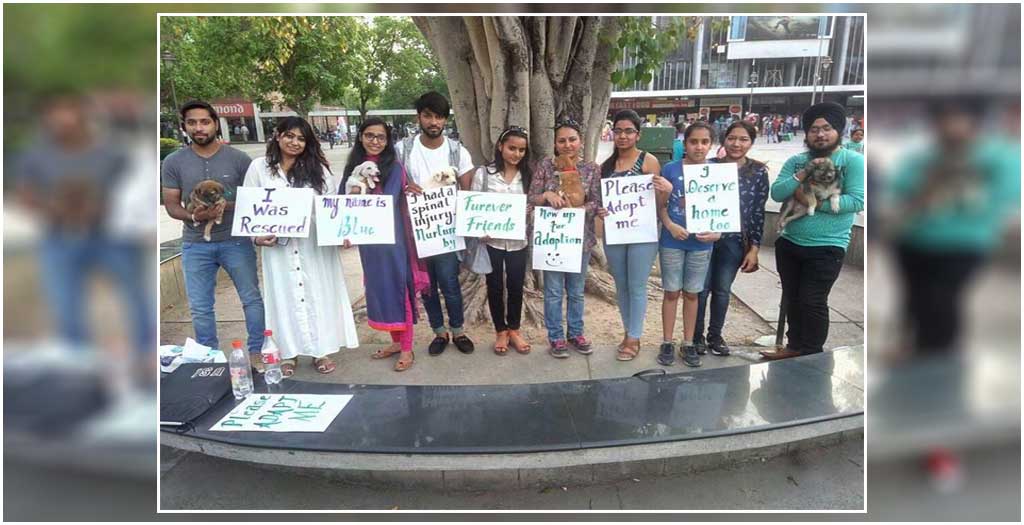 Stray Dog Adoption in Chandigarh