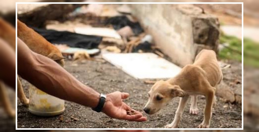 Stray Dogs Adoption in India